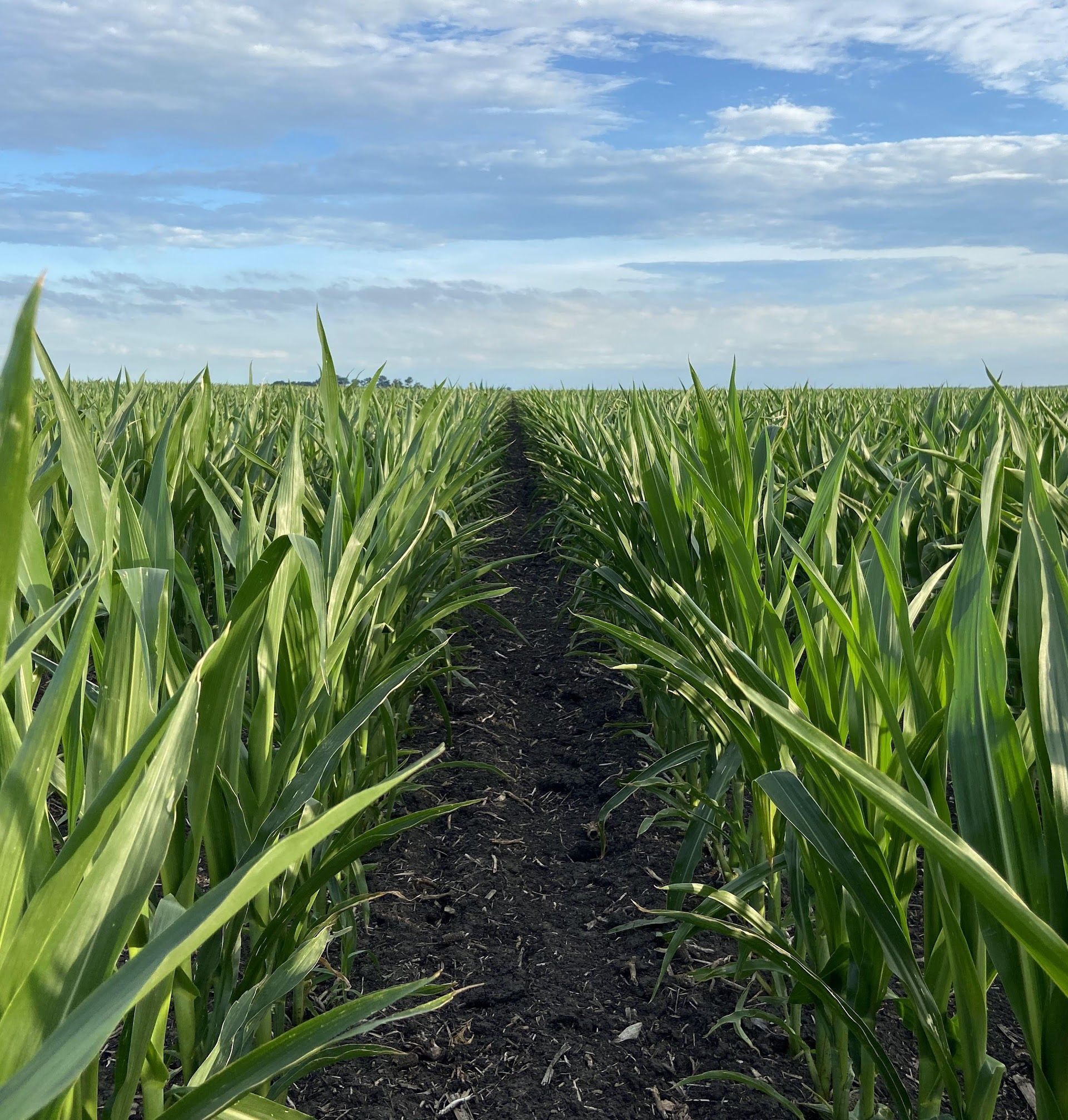 Rows of seed corn converging toward the horizon under a blue sky