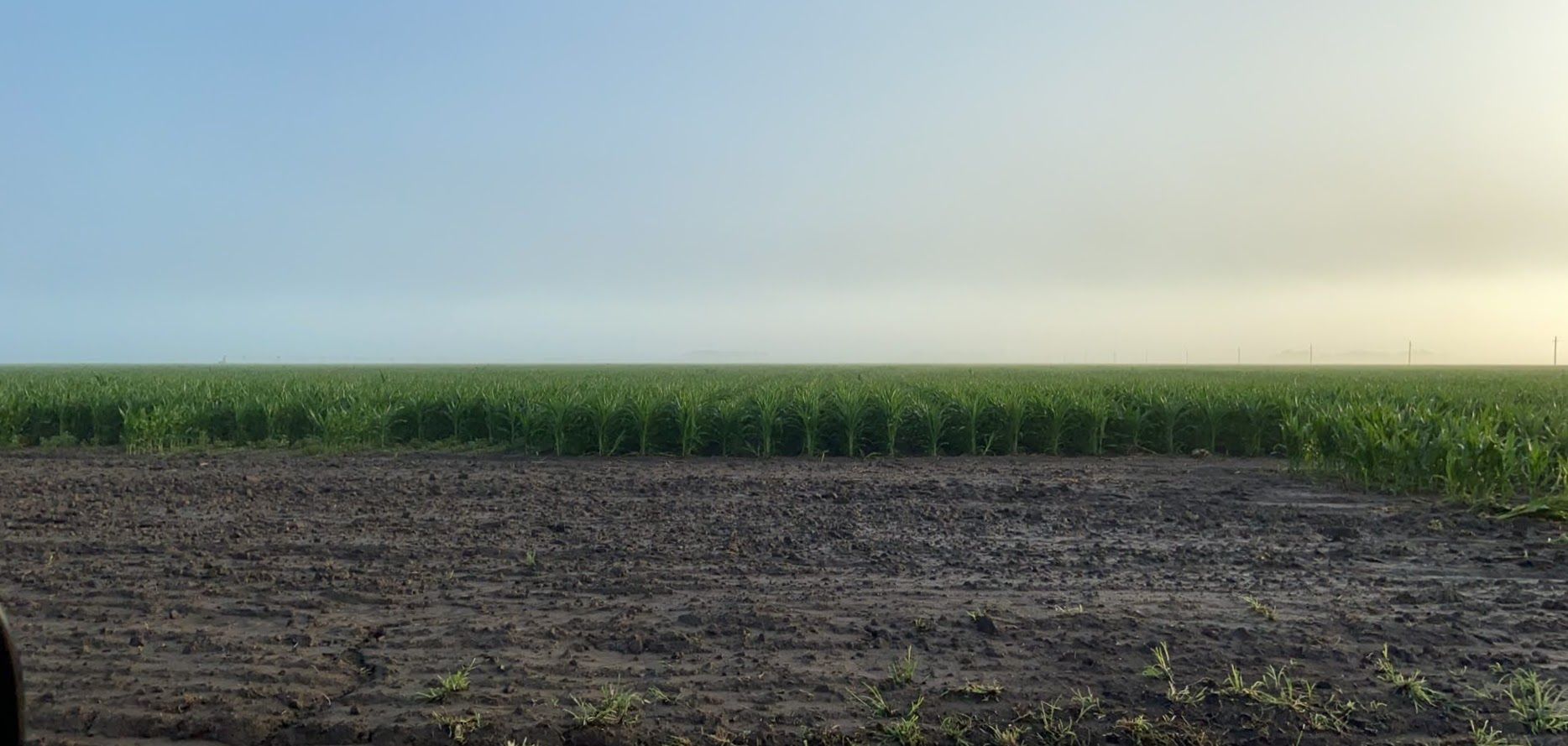 A wide seed corn field at dawn