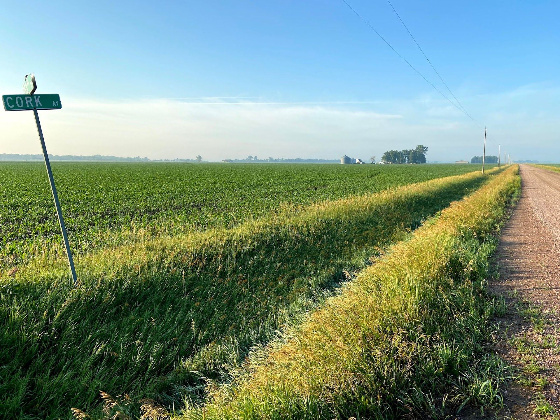 A gravel road running between a green seed corn field and golden grain under a wide blue sky