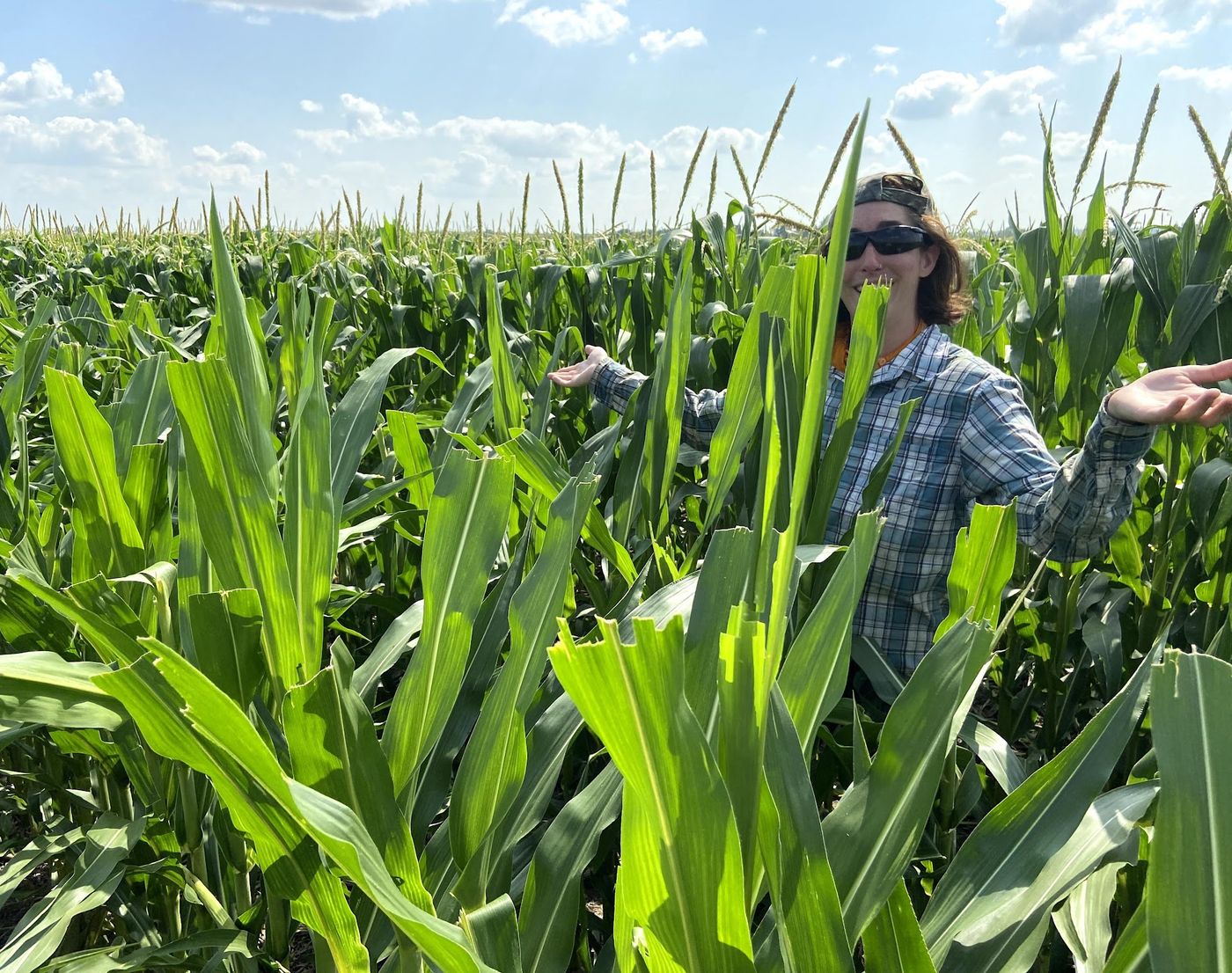 A crew member standing shoulder-deep in tall green seed corn