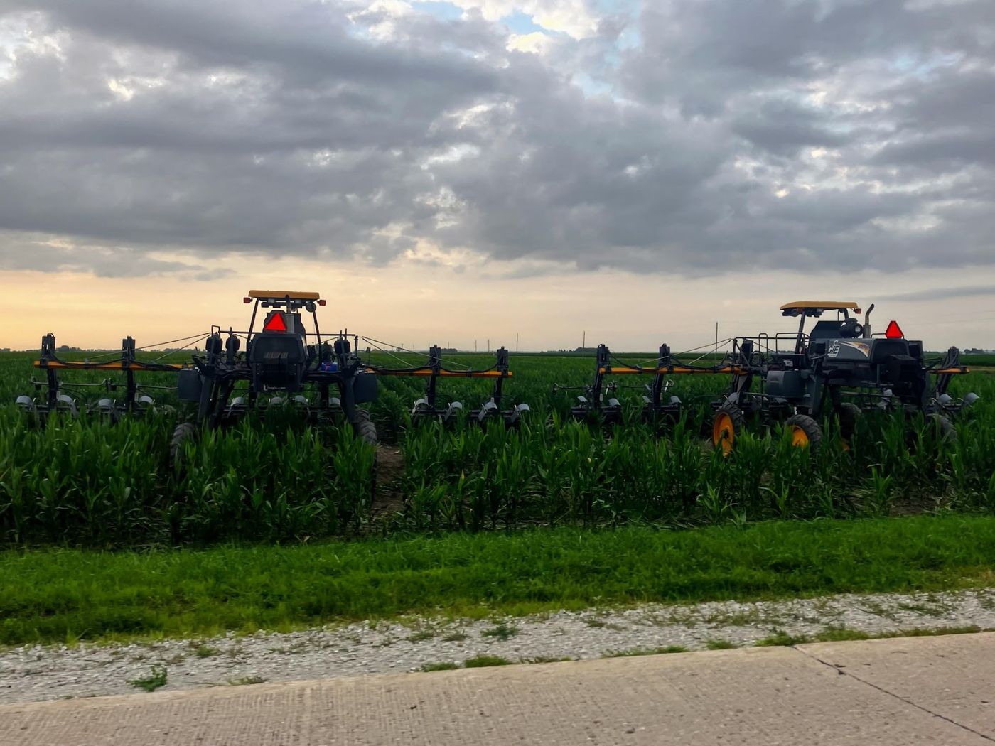 A detasseling machine working a seed corn field at dusk