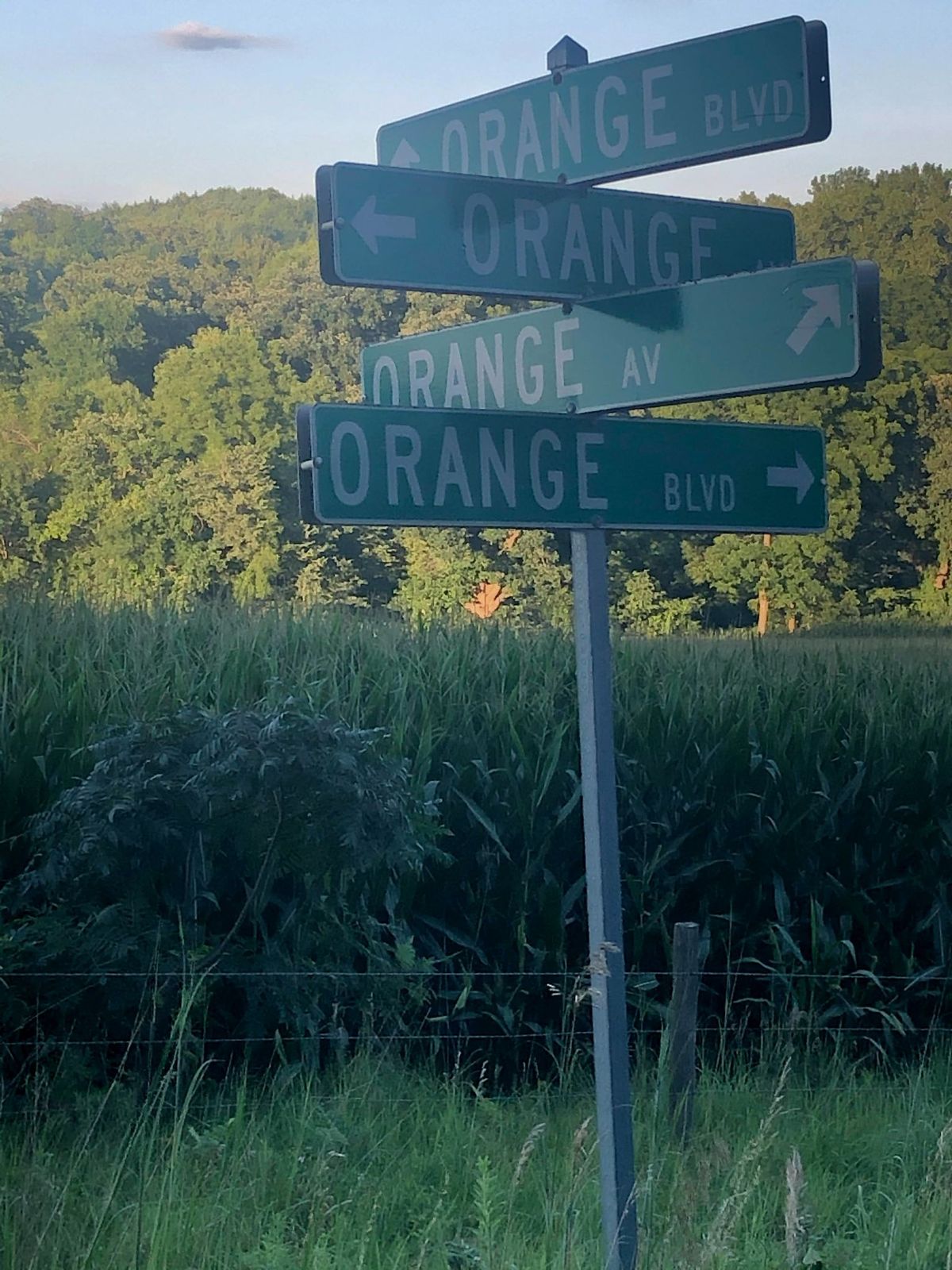A cluster of Orange Avenue and Orange Boulevard street signs at a rural crossroads beside a cornfield