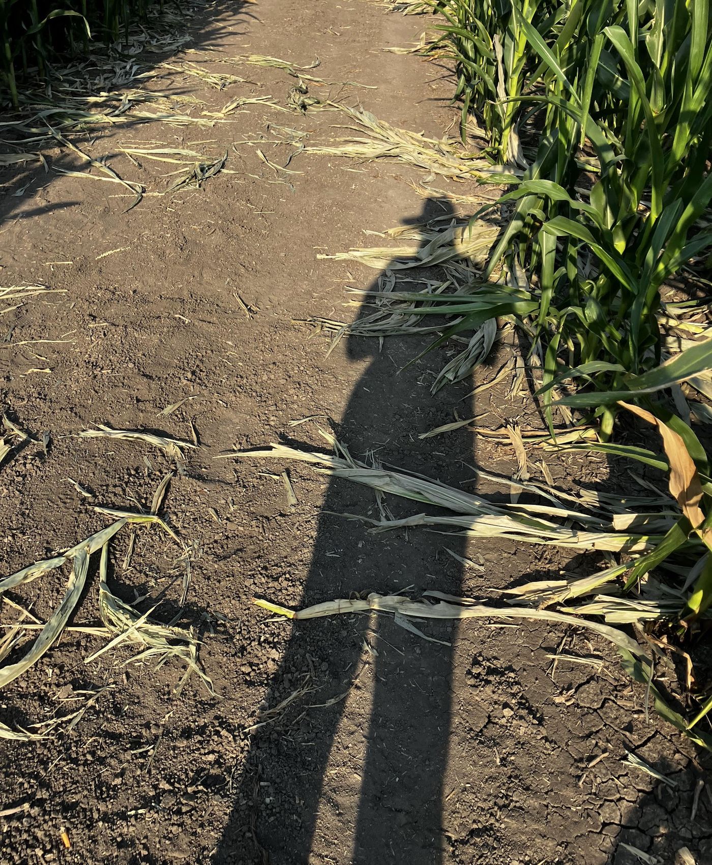 Pulled tassels lying in the dirt of a walked row, with a worker's long morning shadow