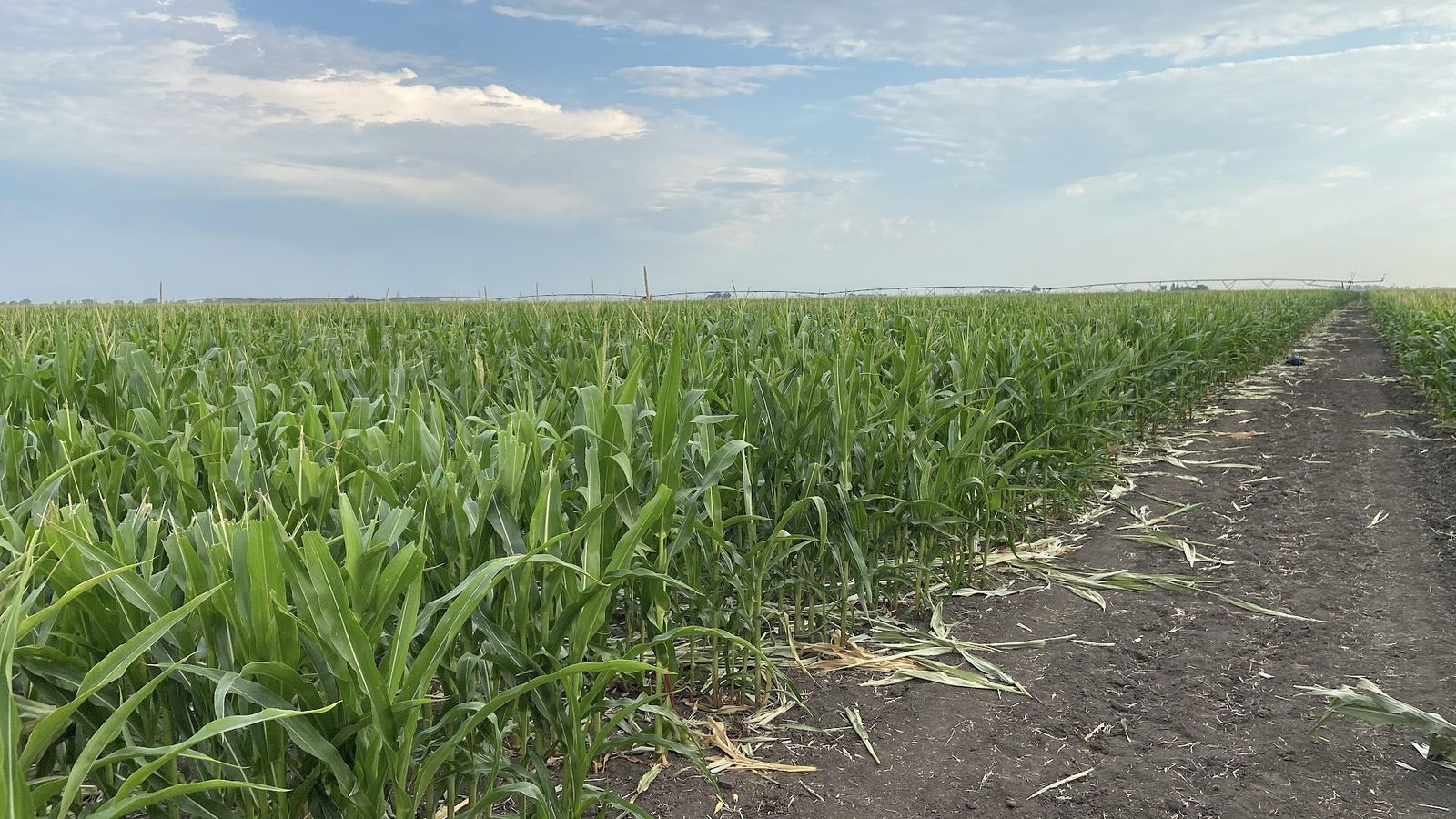 Rows of young seed corn stretching toward a line of trees